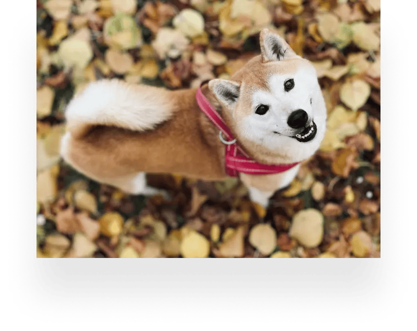 dog