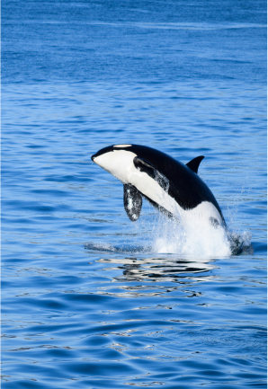 Orcas lover