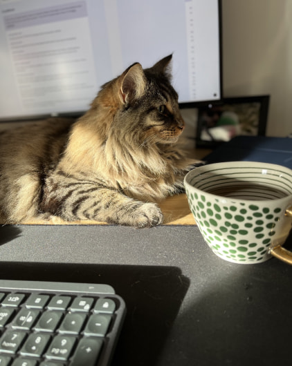 a cat