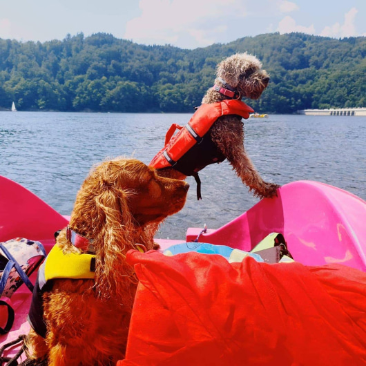 Dogs on a boat