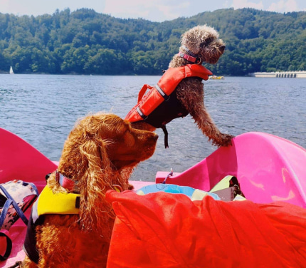 Dogs on a boat