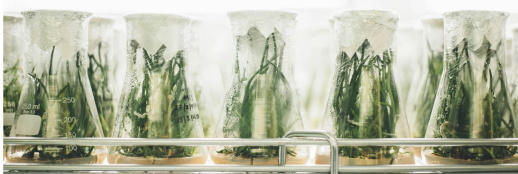 plants in glass containers