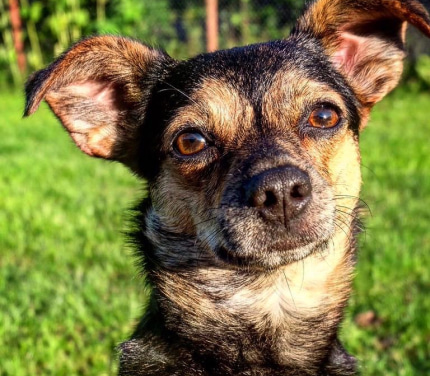 Smiling dog