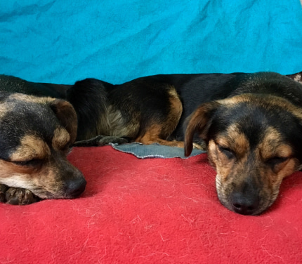 Sleeping dogs