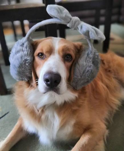 Dog with earpads