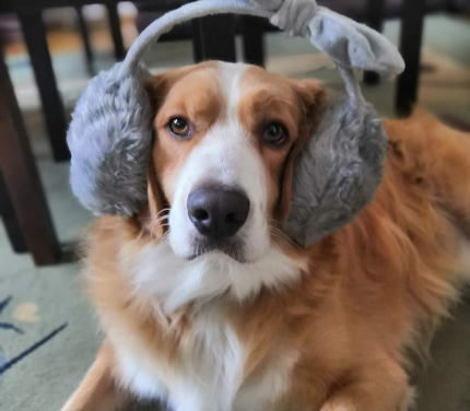 Dog with earpads