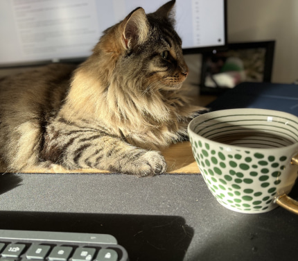 A cat on desk